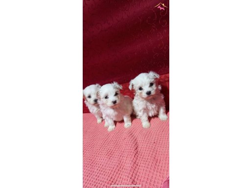 minik Maltese yavrularımız 