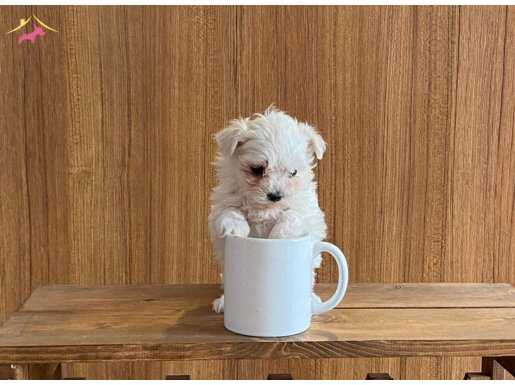 teacup maltese terrier yavrularımız 