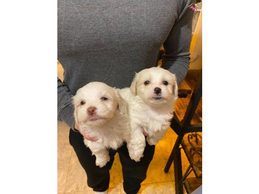 a kalite Maltese terrier bebişler