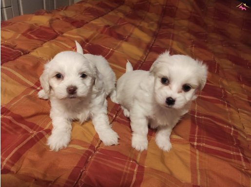 kar beyazi Maltese bebeklerimiz 