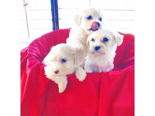 maltese terrier bebekler 