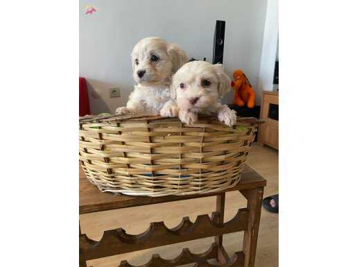 ev ortamında büyüyen maltese terrier bebekler 