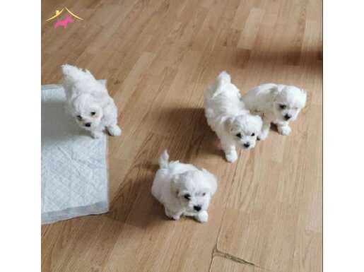 topaç gibi maltese terrier 