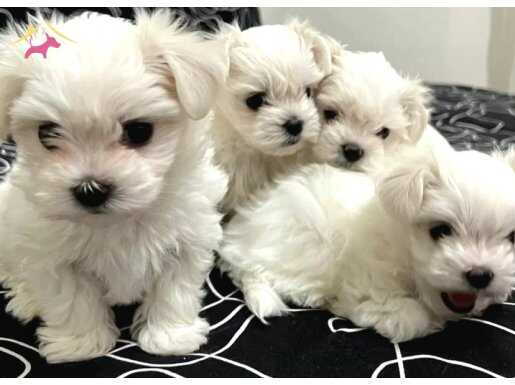 0 numara Maltese terrier bebeklerimiz 