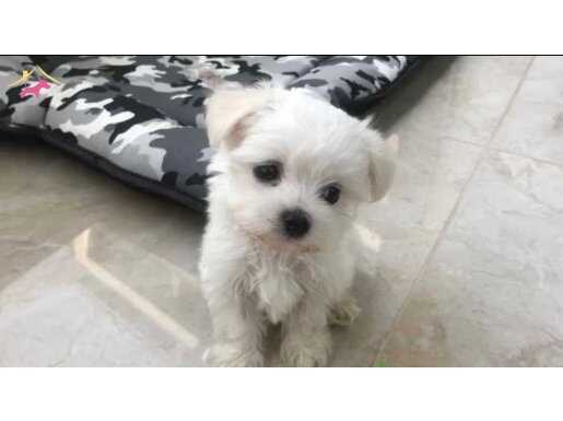 ev doğumu maltese terrier yavrularımız 
