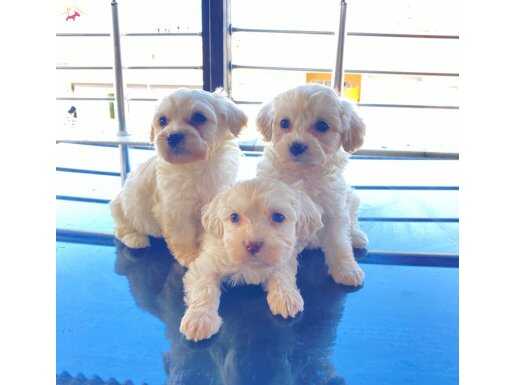 Maltese terrier bebekler 