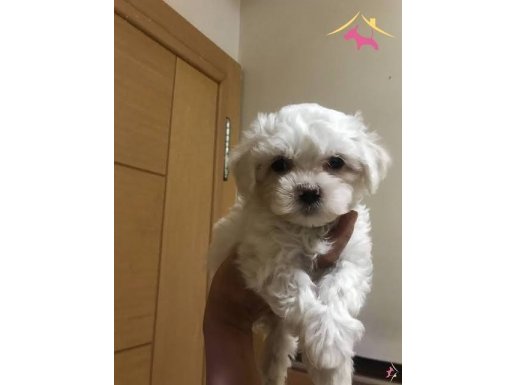 topaç gibi maltese terrier yavrularımız 