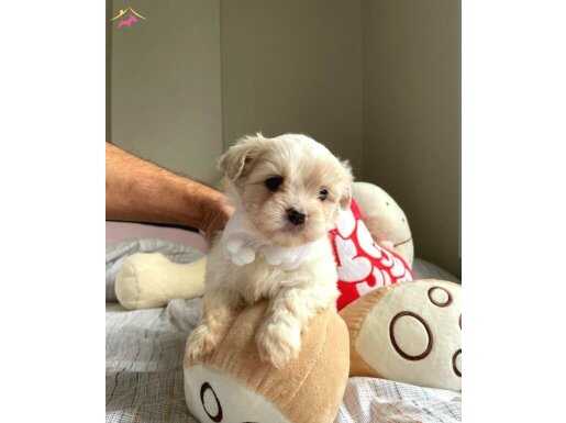 ev doğumu maltipoo bebeklerimiz 