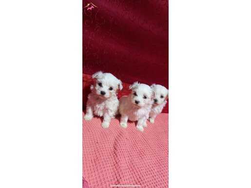 mini boy maltese terrier bebekler 