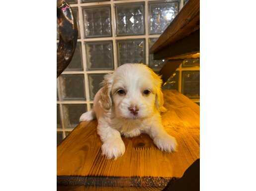 maltipoo yavrularımız uygundur 