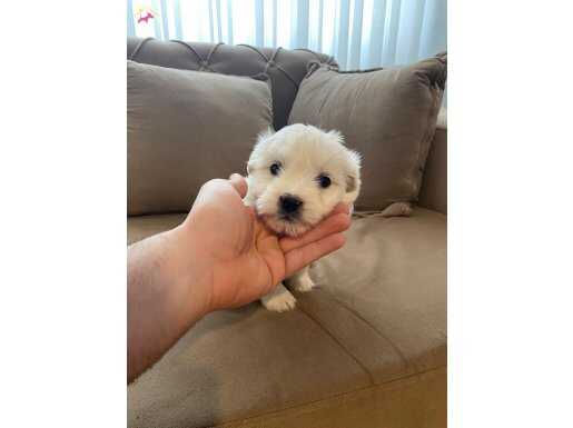 minik Maltese terrier bebeğimiz 