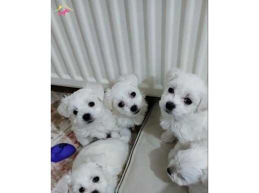 Kar beyazı Maltese terrier 