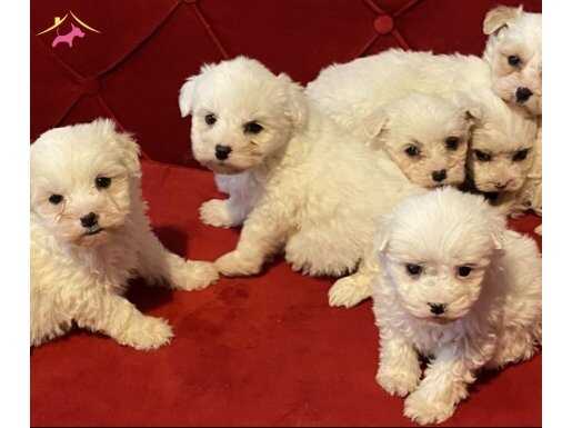 bembeyaz maltese terrier bebişler