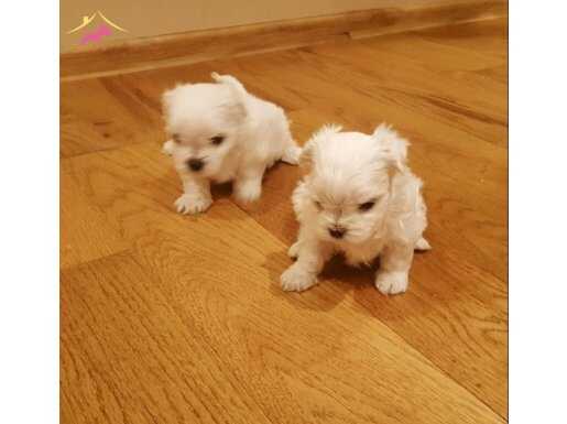 maltese terrier 0 numara yavrularımız 