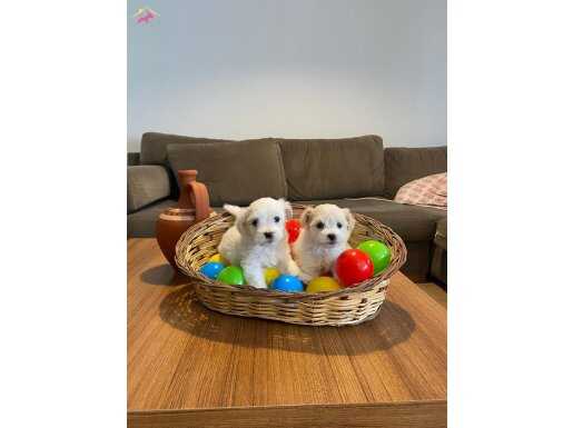 ev doğumu maltese terrier bebekler 