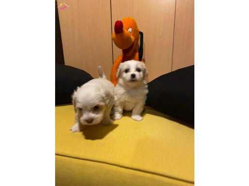pamuk gibi Maltese terrier bebeklerimiz 