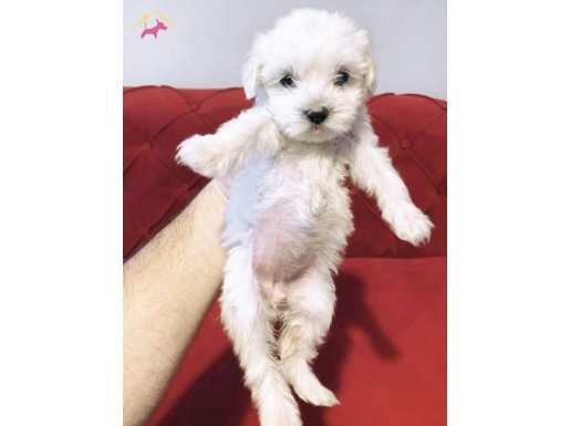 minik Maltese bebeklerimiz 