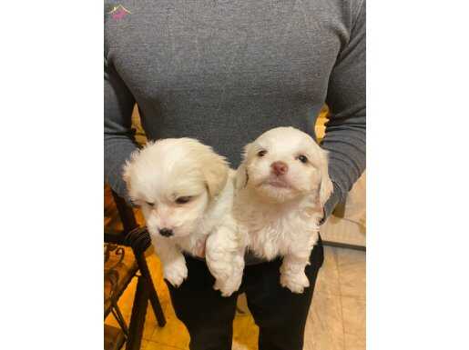 bembeyaz maltese terrier bebekler 