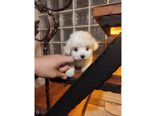 pamuk gibi maltese bebeklerimiz 