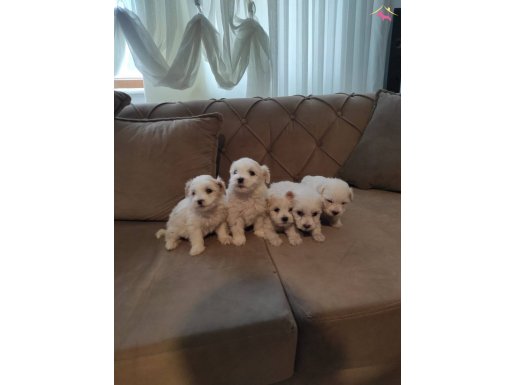 Bembeyaz maltese bebeklerimiz 