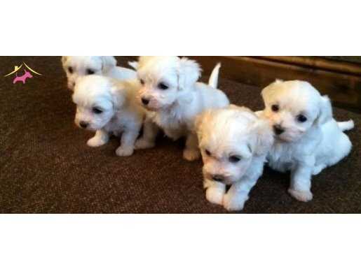 maltese terrier yavrularımız 