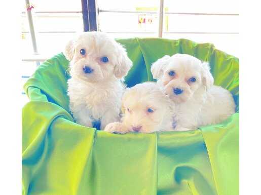 kar beyazı Maltese terrier bebeklerimiz 