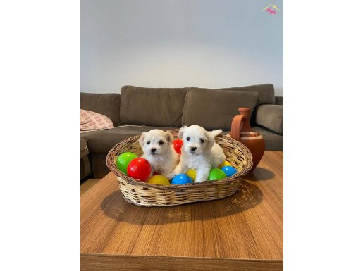 Maltese terrier yavrularımız 