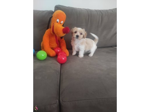 ev doğumu maltipoo bebeğimiz