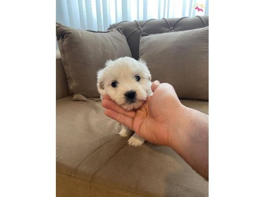 topaç gibi maltese terrier 