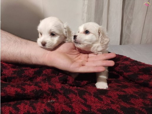 minnak maltese terrier yavrular
