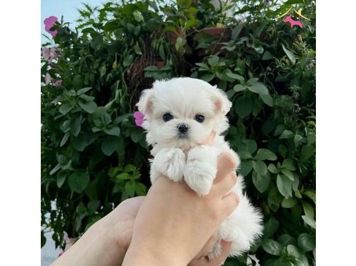 minnak maltese bebeklerimiz 