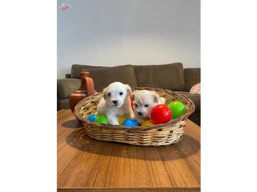 maltese terrier yavrularımız 