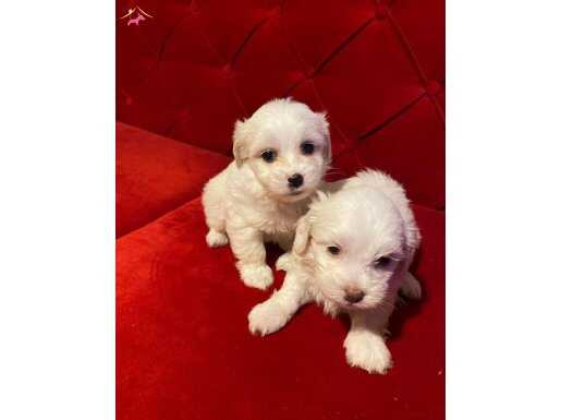 kar beyazı Maltese terrier bebeklerimiz 