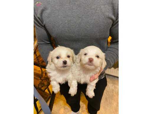 bembeyaz maltese bebişler