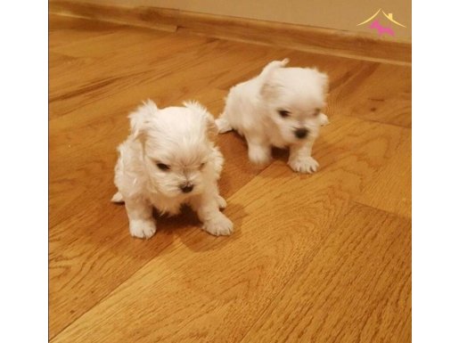 minik Maltese bebeklerimiz 