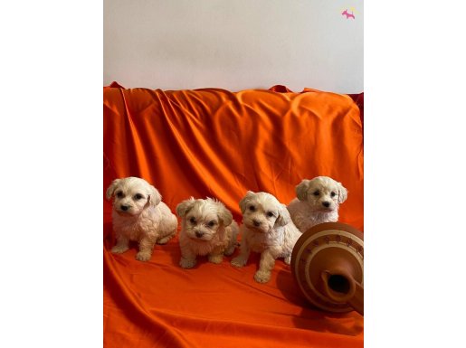 minik maltipoo yavrularımız 