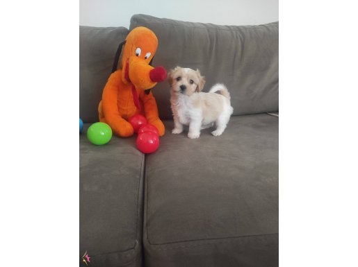ev doğumu maltipoo bebeğimiz 