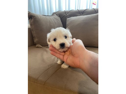 topaç gibi maltese terrier