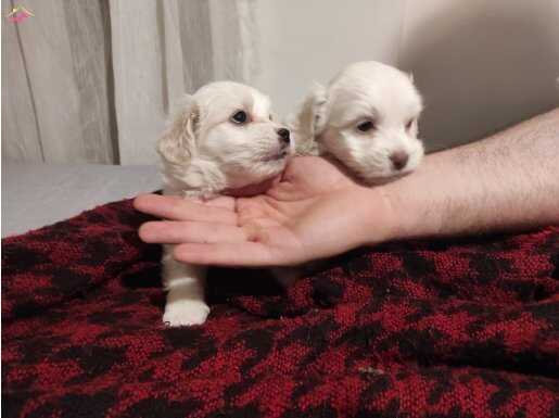 minnak maltese bebeklerimiz 
