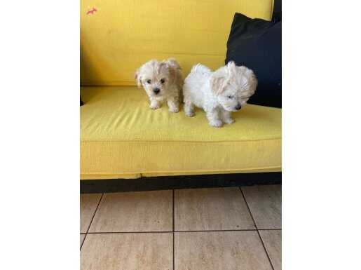 ev doğumu maltipoo bebekler 