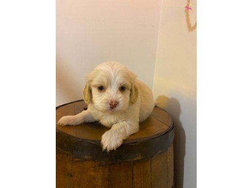 topaç gibi maltipoo bebeklerimiz 