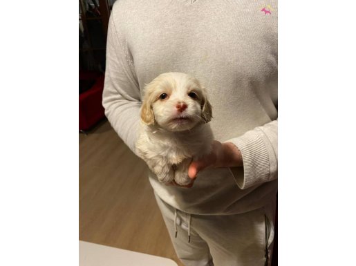maltipoo yavrum