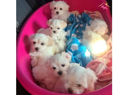 a kalite Maltese bebeklerimiz 