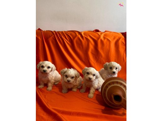 minik maltipoo yavrularımız 