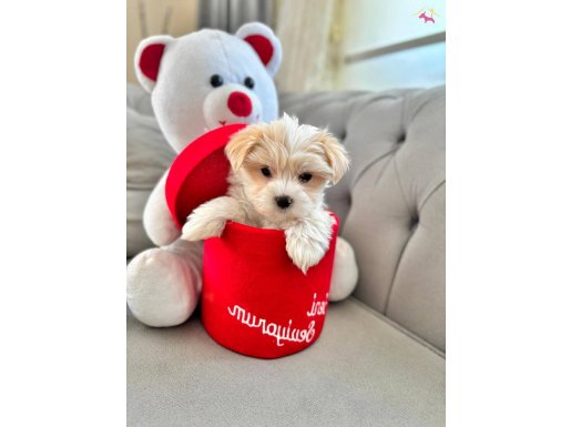 A kalite maltipoo bebeğim 