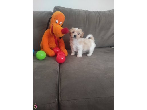 ev doğumu maltipoo bebeğimiz 