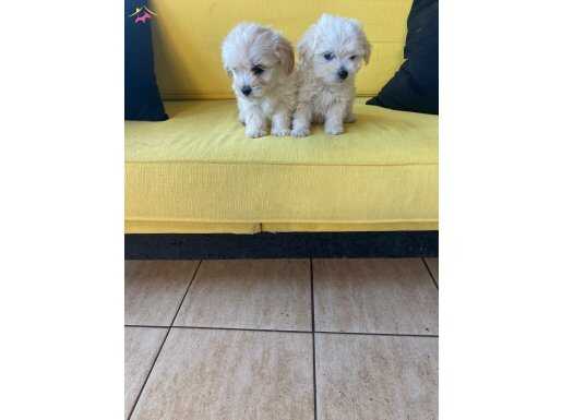 minik maltipoo bebeklerimiz 