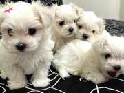 0 Numara Maltese Terrier 