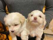 bembeyaz maltese terrier bebekler 
