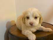 mini boy maltipoo 